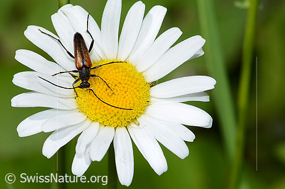 Foto: Kleiner Schmalbock (Stenurella melanura) auf Gewöhnliche Wiesen-Margerite (Leucanthemum vulgare). Ansicht von oben.