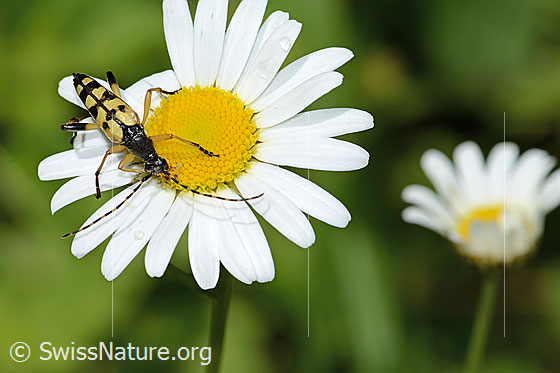 Photo: Rutpela maculata on Leucanthemum vulgare. Length 17mm. View from the front.