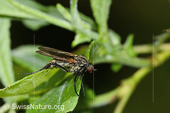 Foto: Gewürfelte Tanzfliege (Empis tesselata). Länge 14mm. Weibchen. Ansicht von der Seite.
