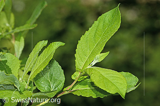 Photo: Probably Salix cinerea. Fresh leaves.