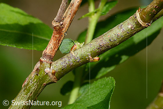Photo: Probably Salix cinerea. Branches.