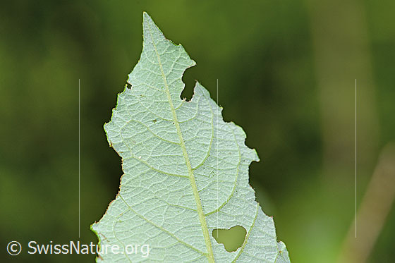 Photo: Probably Salix cinerea. Leaf underside.