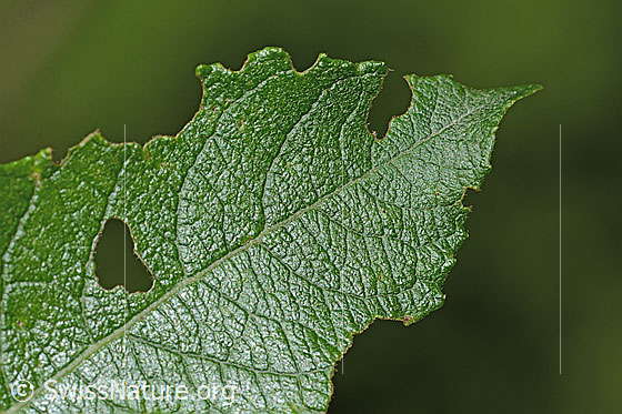 Photo: Probably Salix cinerea. Leaf top.