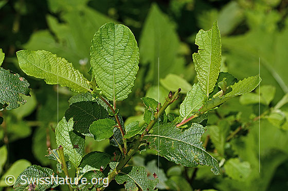 Photo: Probably Salix cinerea. Leaves and branches.
