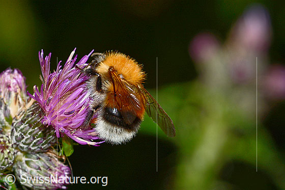 Bombus hypnorum on Cirsium palustre