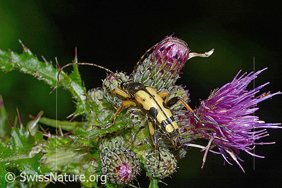 Foto: Gefleckter Schmalbock (Rutpela maculata) auf Sumpf-Kratzdistel (Cirsium palustre). Ansicht von seitlich hinten oben.
