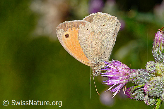 Photo: Maniola jurtina on Cirsium palustre. Male. Wings closed. View from the side.