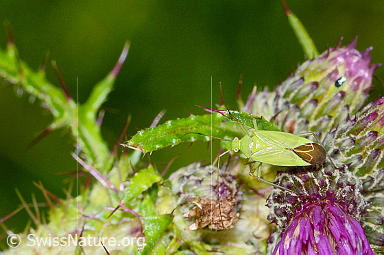 Foto: Grüne Distelwanze (Calocoris affinis) auf Sumpf-Kratzdistel (Cirsium palustre). Länge 8mm. Ansicht von oben.
