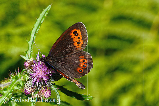 Foto: Weissbindiger Mohrenfalter (Erebia ligea) auf Sumpf-Kratzdistel (Cirsium palustre). Flügel halb geöffnet. Ansicht von schräg oben.