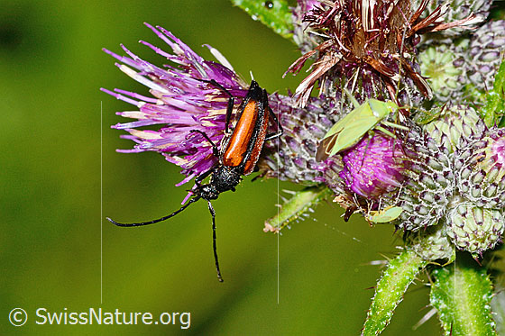 Foto: Kleiner Schmalbock (Stenurella melanura) auf Sumpf-Kratzdistel (Cirsium palustre). Ansicht von vorne oben.