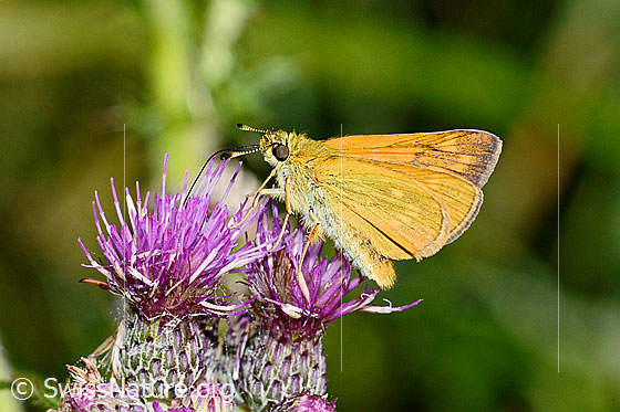 Foto: Rostfarbiger Dickkopffalter (Ochlodes sylvanus) auf Sumpf-Kratzdistel (Cirsium palustre). Flügel halb geöffnet. Ansicht von der Seite.