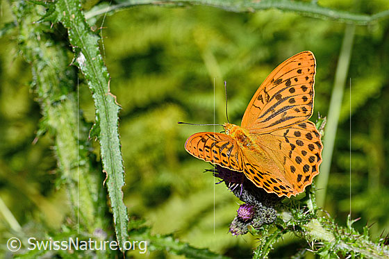 Foto: Kaisermantel (Argynnis paphia) auf Sumpf-Kratzdistel (Cirsium palustre). Männchen. Flügel geöffnet. Ansicht von schräg oben.