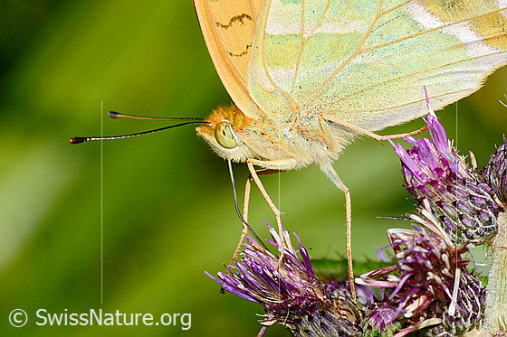 Foto: Kaisermantel (Argynnis paphia) auf Sumpf-Kratzdistel (Cirsium palustre). Grossansicht von Kopf, Körper und Unterseite der Flügel.