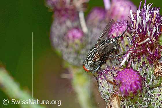 Foto: Wahrscheinlich Graue Fleischfliege (Sarcophaga carnaria) auf Sumpf-Kratzdistel (Cirsium palustre). Länge 8mm. Ansicht von seitlich hinten.