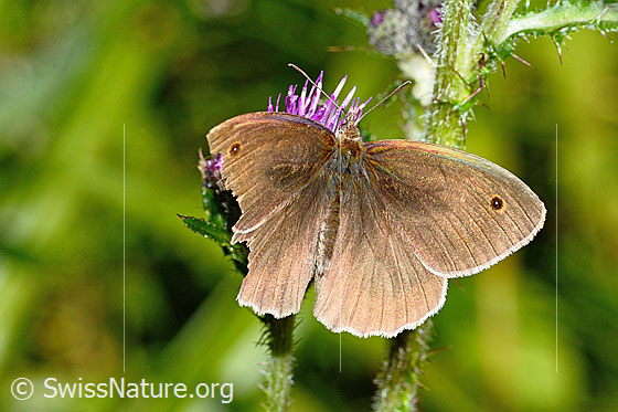 Foto: Grosses Ochsenauge (Maniola jurtina) an Sumpf-Kratzdistel (Cirsium palustre). Männchen. Flügel geöffnet. Ansicht von oben.