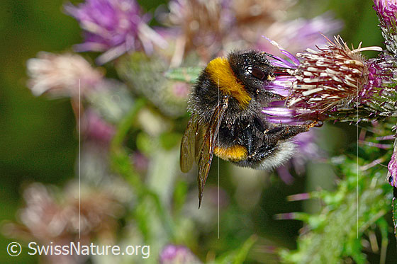 Dunkle Erdhummel (Bombus terrestris) an Sumpf-Kratzdistel (Cirsium palustre)