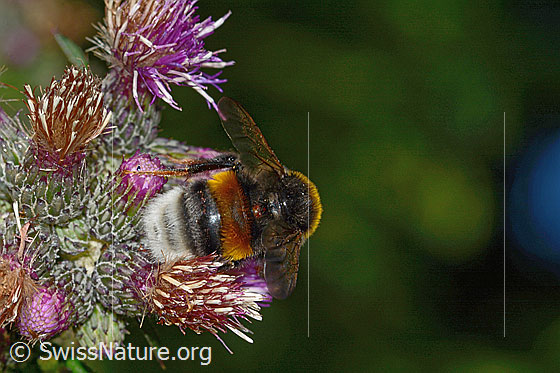 Foto: Wahrscheinlich Dunkle Erdhummel (Bombus terrestris) an Sumpf-Kratzdistel (Cirsium palustre). Länge 20mm. Königin. Ansicht von hinten oben.