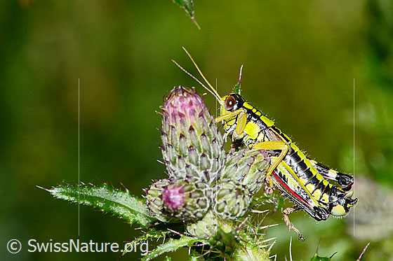 Foto: Alpine Gebirgsschrecke (Miramella alpina) auf Sumpf-Kratzdistel (Cirsium palustre). Länge 16mm. Männchen. Asnicht von der Seite.