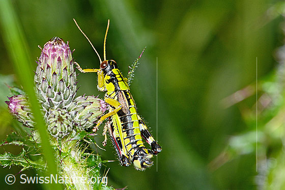 Photo: Miramella alpina on Cirsium palustre. Length 16mm. Male. View from the side above.