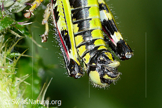 Foto: Alpine Gebirgsschrecke (Miramella alpina) auf Sumpf-Kratzdistel (Cirsium palustre). Länge 16mm. Männchen. Ansicht des Hinterkörpers von oben.