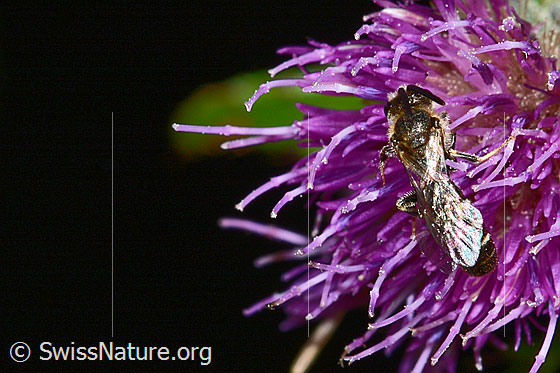 Gewöhnliche Schmalbiene (Lasioglossum calceatum) auf Sumpf-Kratzdistel (Cirsium palustre)