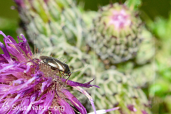 Foto: Braunschwarze Nesselweichwanze (Plagiognathus arbustorum) auf Blüte einer Sumpf-Kratzdistel (Cirsium palustre). Länge 4.5mm. Ansicht von der Seite.