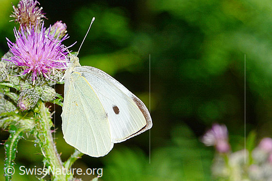 Foto: Grosser Kohlweissling (Pieris brassicae) an Sumpf-Kratzdistel (Cirsium palustre). Männchen. Flügel geschlossen. Ansicht von der Seite.