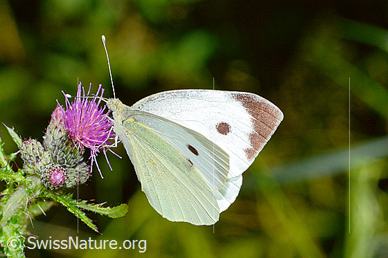 Foto: Grosser Kohlweissling (Pieris brassicae) an Sumpf-Kratzdistel (Cirsium palustre). Männchen. Flügel halb geöffnet. Ansicht von der Seite.