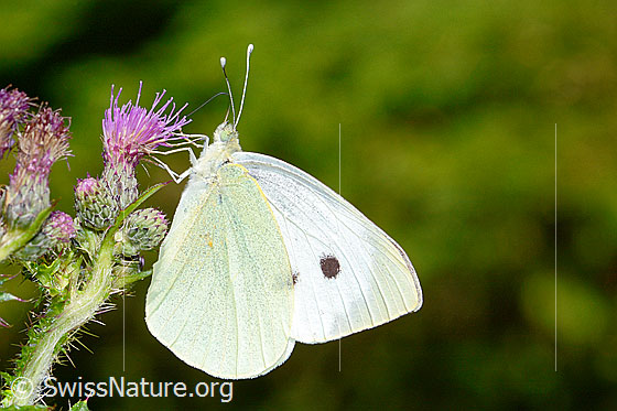 Foto: Grosser Kohlweissling (Pieris brassicae) an Sumpf-Kratzdistel (Cirsium palustre). Männchen. Flügel geschlossen. Ansicht von der Seite.