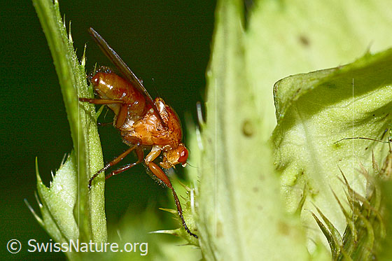 Photo: Dryomyza anilis on Cirsium oleraceum. Length 12mm. View from the side.