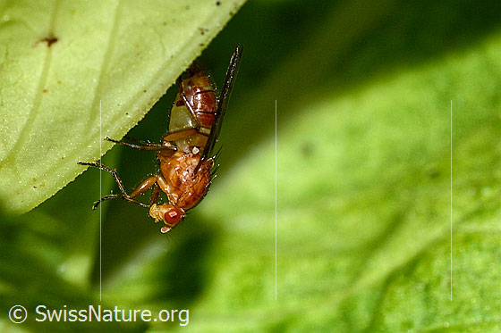 Photo: Dryomyza anilis on Cirsium oleraceum. Length 12mm. View from the side.