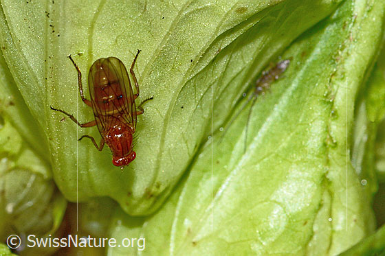 Photo: Dryomyza anilis on Cirsium oleraceum. Length 12mm. View from above.