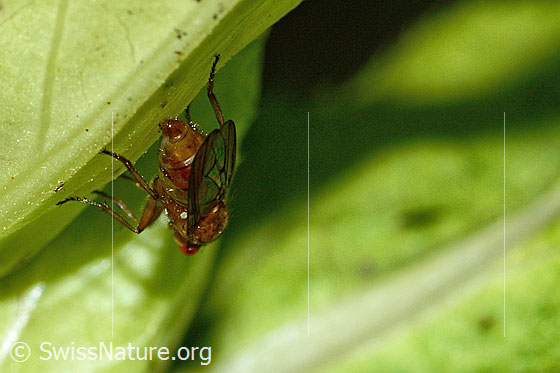 Photo: Dryomyza anilis on Cirsium oleraceum. Length 12mm. View from behind.