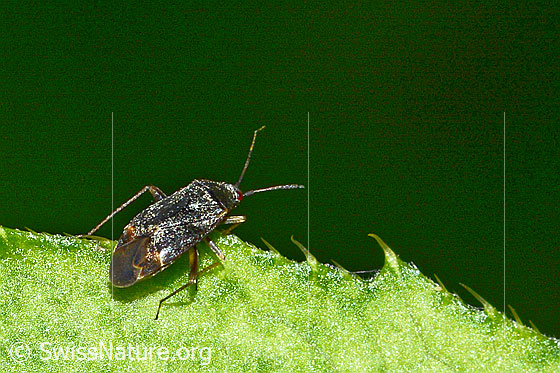 Foto: Braunschwarze Nesselweichwanze (Plagiognathus arbustorum). Länge 4.5mm. Ansicht von schräg oben.