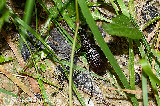 Foto: Körniger Laufkäfer (Carabus granulatus). Länge 17 - 23mm. Wird auch Gekörnter Laufkäfer genannt. Ansicht von schräg oben.