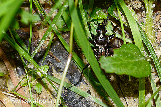 Photo: Carabus granulatus. Length 17 - 23mm. View from above.