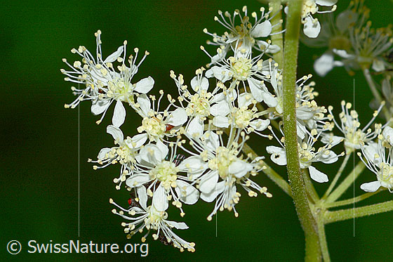 Foto: Moor-Geissbart (Filipendula ulmaria). Wird auch Mädesüss genannt. Blüten.