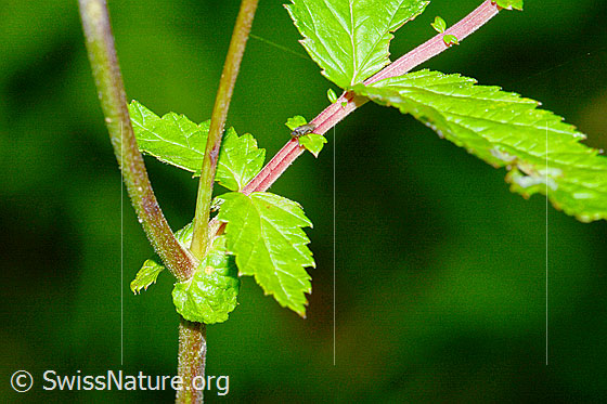 Foto: Moor-Geissbart (Filipendula ulmaria). Wird auch Mädesüss genannt. Stängel und Blatt.
