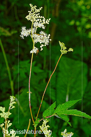 Photo: Filipendula ulmaria. Whole plant (habiti).