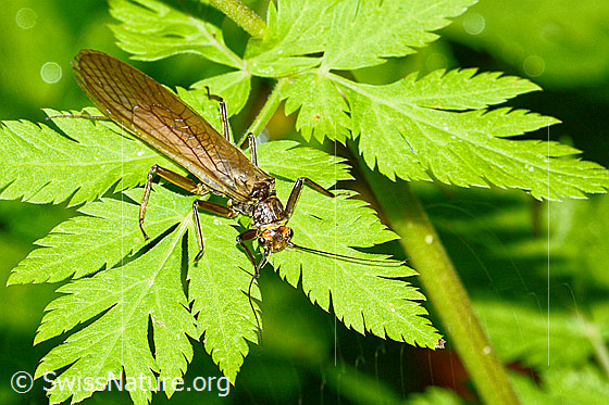 Photo: Perla marginata. Female. Length: 30mm. View from the front top side..