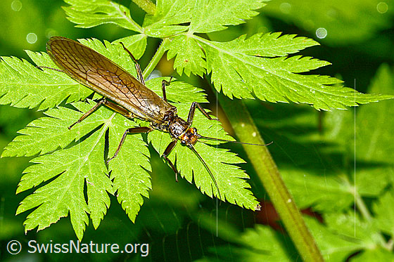 Photo: Perla marginata. Female. Length: 30mm. View from the front top side..
