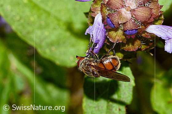 Photo: Rhingia campestris on Prunella vulgaris. Length 11mm. Female. View from diagonally behind.