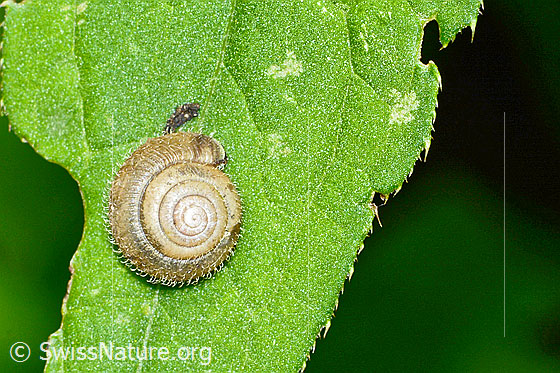 Foto: Seidenhaarschnecke (Trochulus sericeus). Durchmesser 7mm. Ansicht von oben.