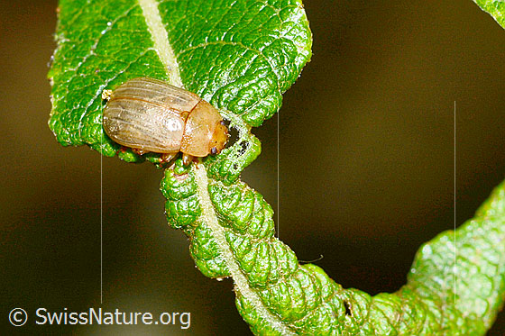 Foto: Gonioctena pallida (Blattkäfer). Länge 5mm. Ansicht von oben.