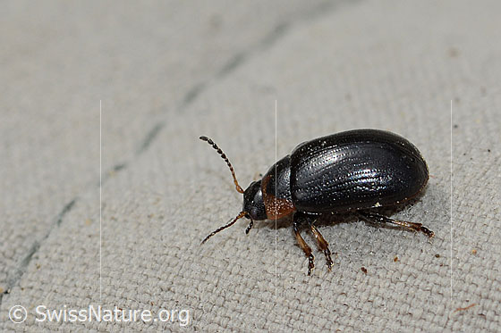 Foto: Wahrscheinlich Gonioctena nivosa (Blattkäfer). Länge  6mm. Ansicht von der Seite.