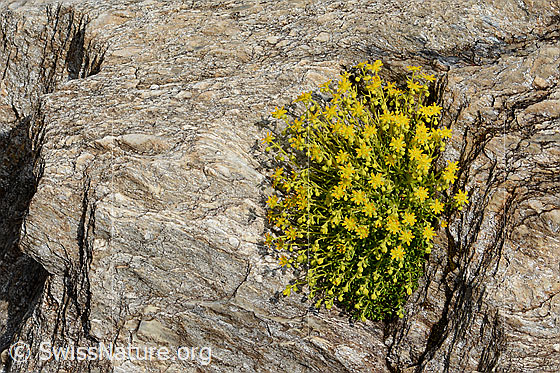 Photo: Saxifraga aizoides. Whole plant (habiti). Plant cushion on rock.