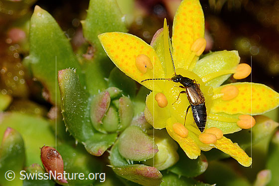 Anthophagus alpinus (Kurzflügler) auf Bewimpertem Steinbrech (Saxifraga aizoides)