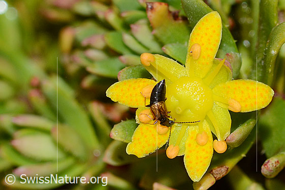 Photo: Anthophagus alpinus on Saxifraga aizoides. Length 3.5mm. Female. View from above.