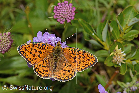 Foto: Mittlerer Perlmuttfalter (Fabriciana niobe) auf Glänzender Skabiose (Scabiosa lucida). Wird auch Stiefmütterchen-Perlmuttfalter genannt. Flügel geöffnet. Ansicht von oben.