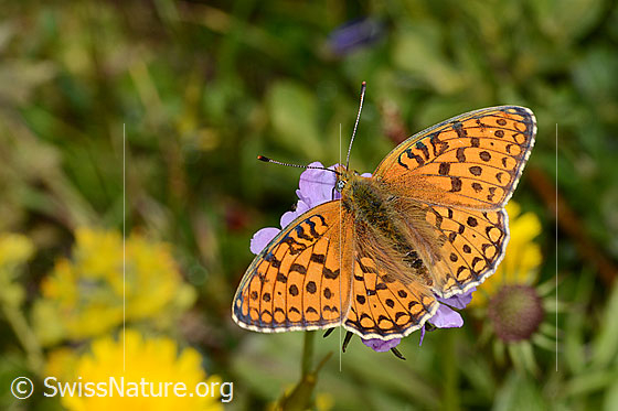 Foto: Mittlerer Perlmuttfalter (Fabriciana niobe) auf Glänzender Skabiose (Scabiosa lucida). Flügel geöffnet. Ansicht von oben.